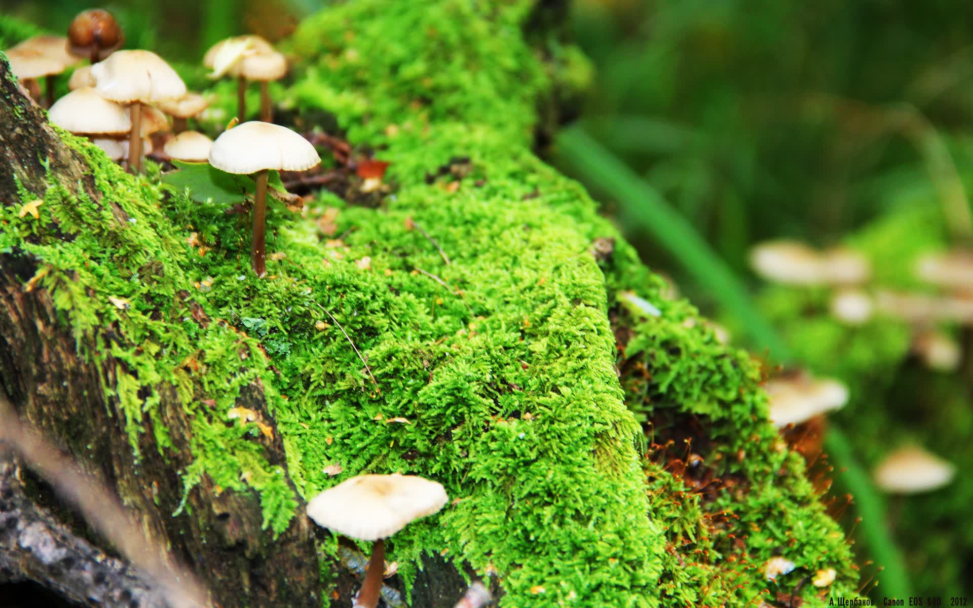 世界举重公开赛：选手心理战术影响发挥，举重世界大赛